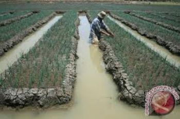 Petani Merapi Tanam Bawang Hindari Hama 'Gangsir'
