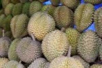 Sandal Kesehatan dari Kulit Durian