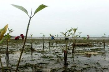 Bibit Bakau/Foto Joko Sulistyo