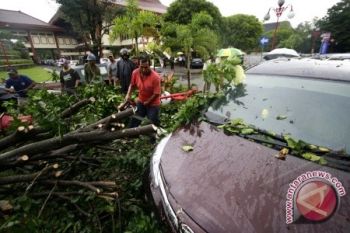 Satu Tewas Akibat Angkot Tertimpa Pohon