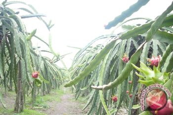 Bermodal Rp30 Ribu Berhasil Kembangkan Buah Naga
