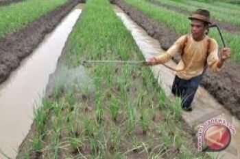 Pemkab merekomndasi petani bawang menggunakan benih biji