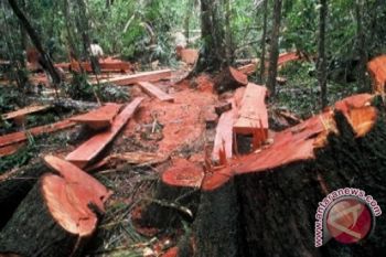 Pembalakan Liar Masih Terjadi di Kotawaringin Timur, Kok Bisa?
