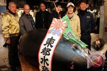  Tuna laku dilelang Rp17 miliar di Jepang