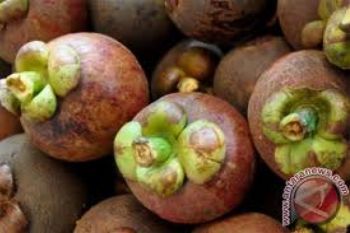 Imlek di Tiongkok butuh 2.000 ton manggis dari Indonesia