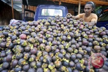 Manggis menjadi idola baru petani