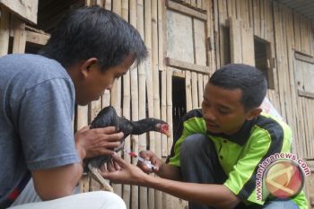 Unggas Mati Dadakan, Harus Lebih Waspada !