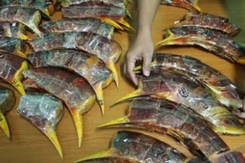 PENYITAAN PARUH BURUNG ENGGANG