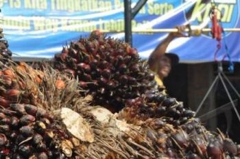 Permintaan Meningkat Dongkrak Kenaikan Harga CPO Riau