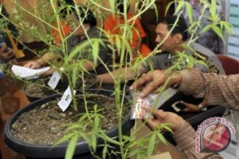 Napi Bawa Ganja Dalam Nasi Diamankan