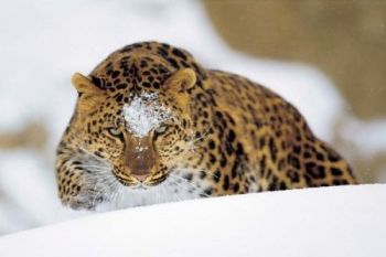 Scientists say leopard population in Russia hasn`t declined