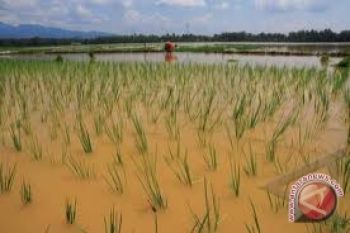 Gagal panen akibat banjir harus diantisipasi