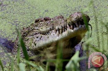 Buaya Pemangsa Manusia Muncul Lagi Sungai Sampit 