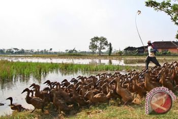 UNAIR Temukan Antivirus Flu Burung Untuk Itik