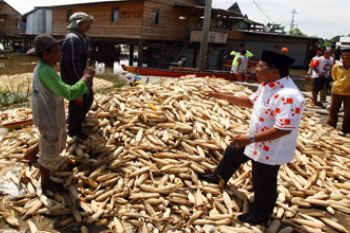 KUNJUNGI PETANI JAGUNG