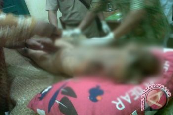 Legislator Soroti Lambannya Penanganan Ancaman Buaya Mentaya 