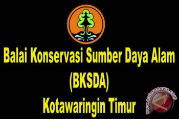 BKSDA Kotawaringin Imbau Warga Tidak Buru Buaya  