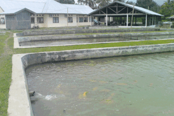 BBI Produksi Bibit Ikan 1,2 Juta Ekor