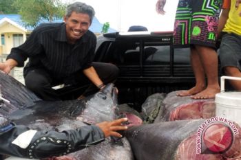 Produksi Ikan Di PPI Donggala Turun 50 Persen