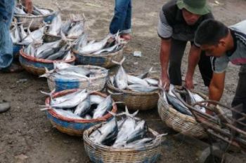 Cuaca Ekstrem Sebabkan Pasokan Ikan Dumai Putus