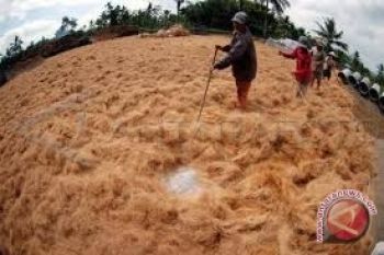 Sabut kelapa Tingkatkan Produksi Ubi Kayu 50 Persen