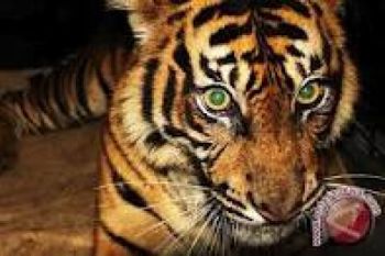 BKSDA Bengkulu Evakuasi Harimau Mengganas