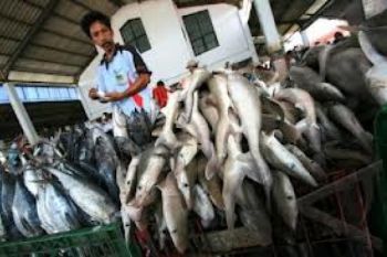 Pasokan Ikan ke Bandarlampung Masih Terbatas