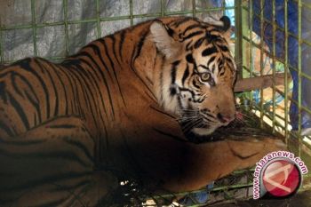  BKSDA Bengkulu pastikan harimau kembali ke hutan