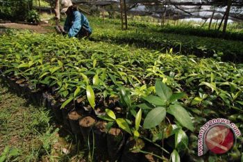  Sultra hijaukan hutan Warangga 