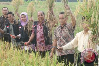 Wabup Bantul awali panen perdana padi organik