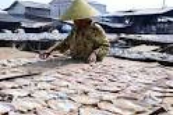 Produksi Ikan Asin Bengkulu Turun