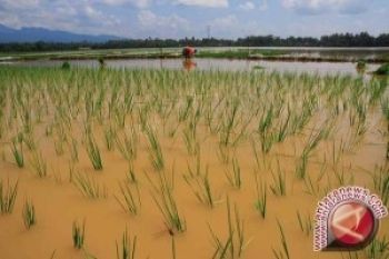 Puluhan Hektare Sawah Siap Tanam Disapu Banjir