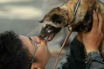 PECINTA MUSANG