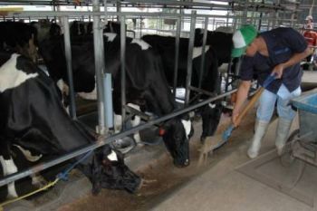 Selandia Baru Berencana Bantu Sumbar Sapi Perah
