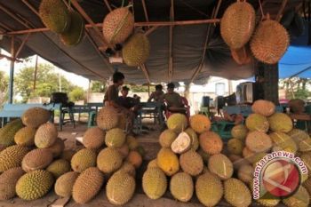 Kota Palu Dibanjiri Buah Durian 