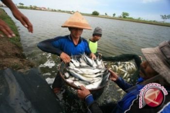 Produksi ikan nilai Sulut capai 33.000 ton