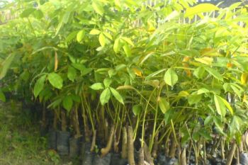 Pemkab akan Bagikan 100 Ribu Bibit Karet