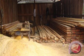 Lurah di Kotim Takut Terbitkan Surat Keterangan Asal Kayu 