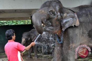 Si Anak Gajah Penghuni Baru Taman Safari
