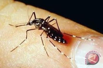 Dinas Kesehatan:  Waspada DBD