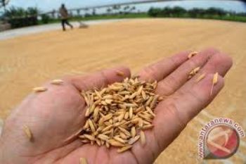 Petani Belum Menikmati Kenaikan Harga Gabah