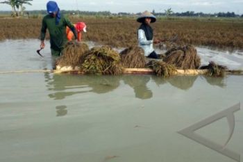 Banjir Bandang Terjang Dua Desa