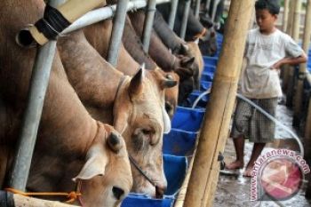 Jateng Bersiap Ikut Pasok Sapi
