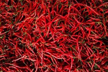 Harga Cabai Melambung
