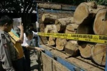 Penyelundupan Kayu Rp2,6 Miliar Berhasil Digagalkan