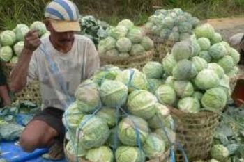 Harga Kubis di Magelang Anjlok Rp800 per Kilogram