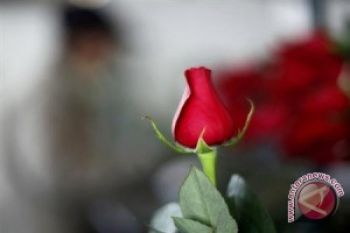 Kampanye Antikekerasan Perempuan di "Valentine Day"