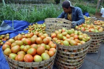 HARGA TOMAT MELAMBUNG