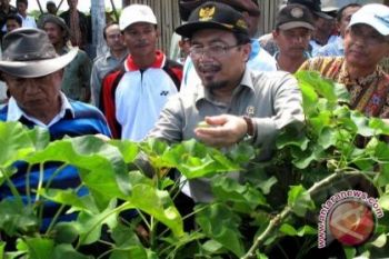 Investor Jepang Minat Investasi Pabrik Jarak