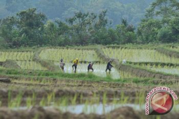 Petani Sumsel relatif sejahtera 
